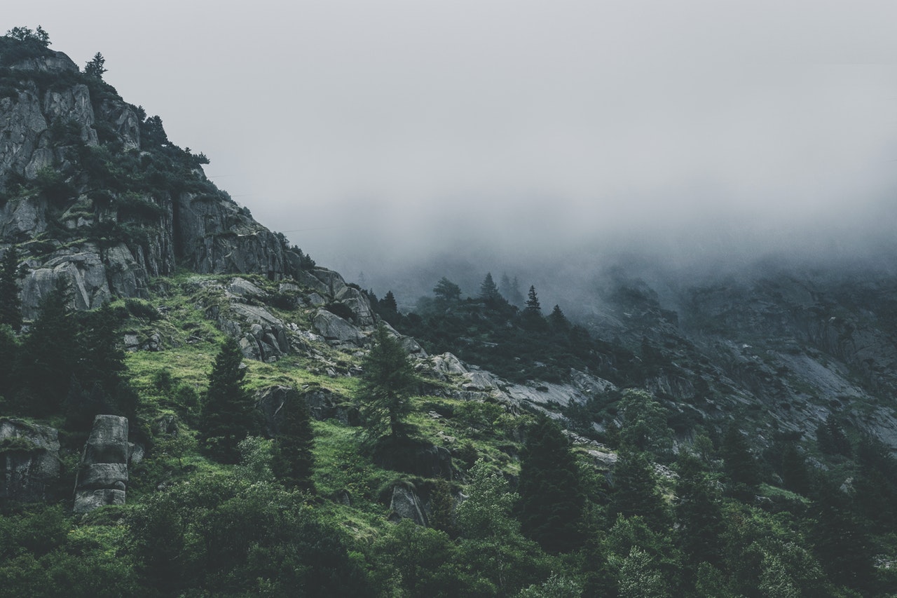 Green Leafed Trees During Fog Time 167684 1