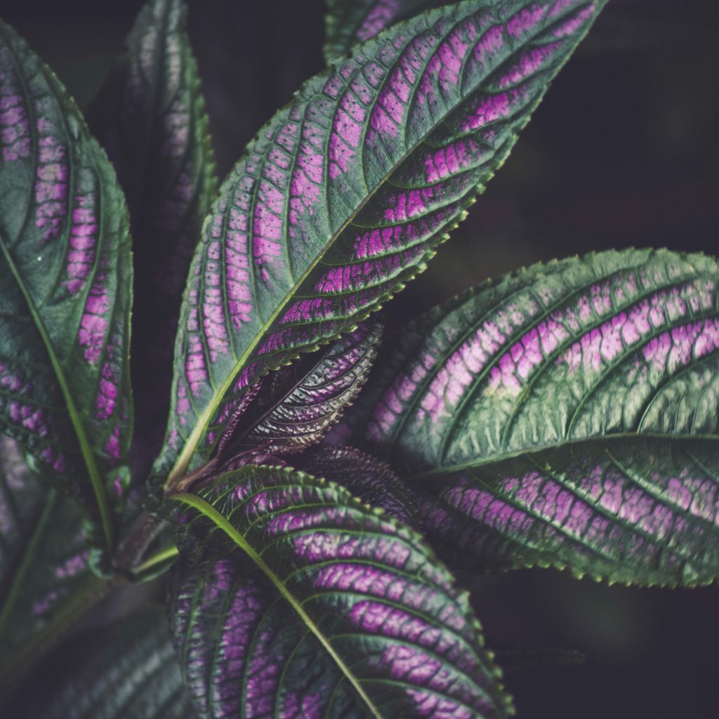 Feuilles aux nervures roses — photographie de Maxime Meunier