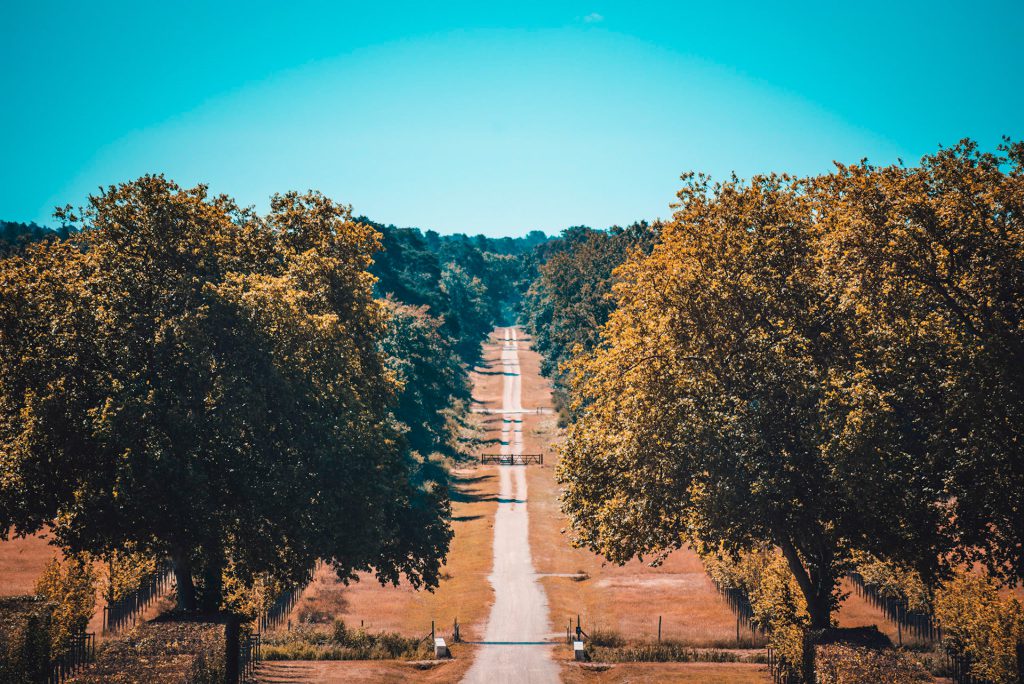 Une allée entre les arbres — photographie de Maxime Meunier