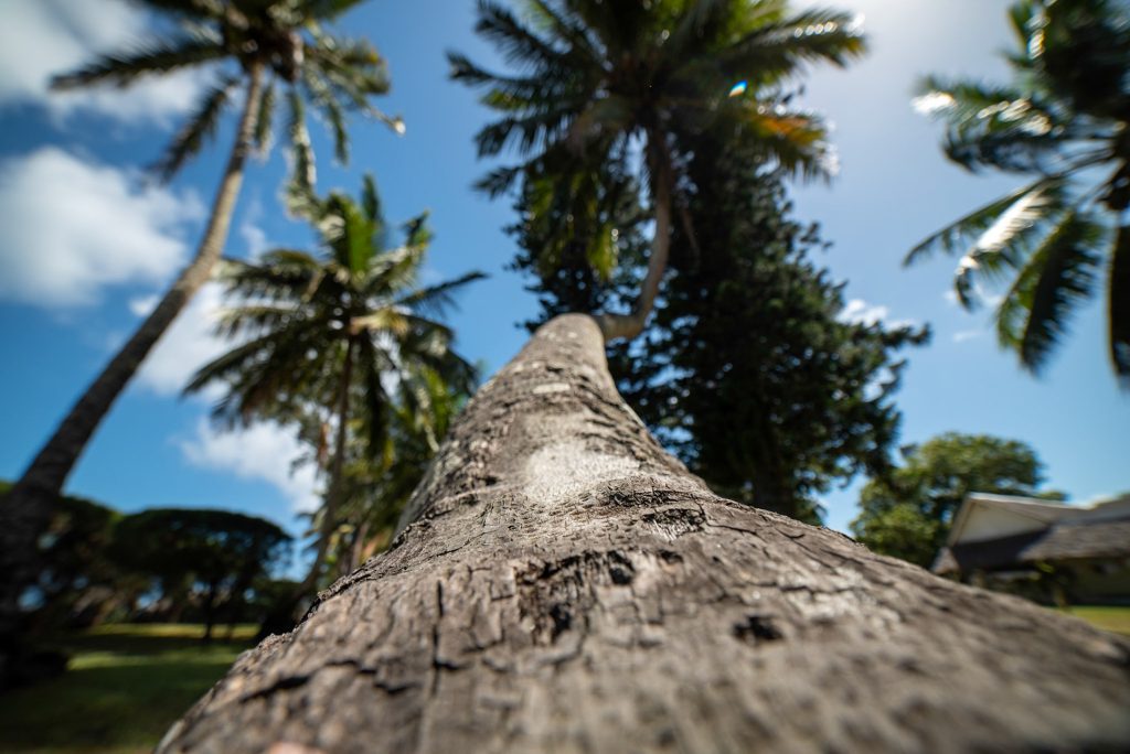 Au pied du palmier — photographie de Maxime Meunier