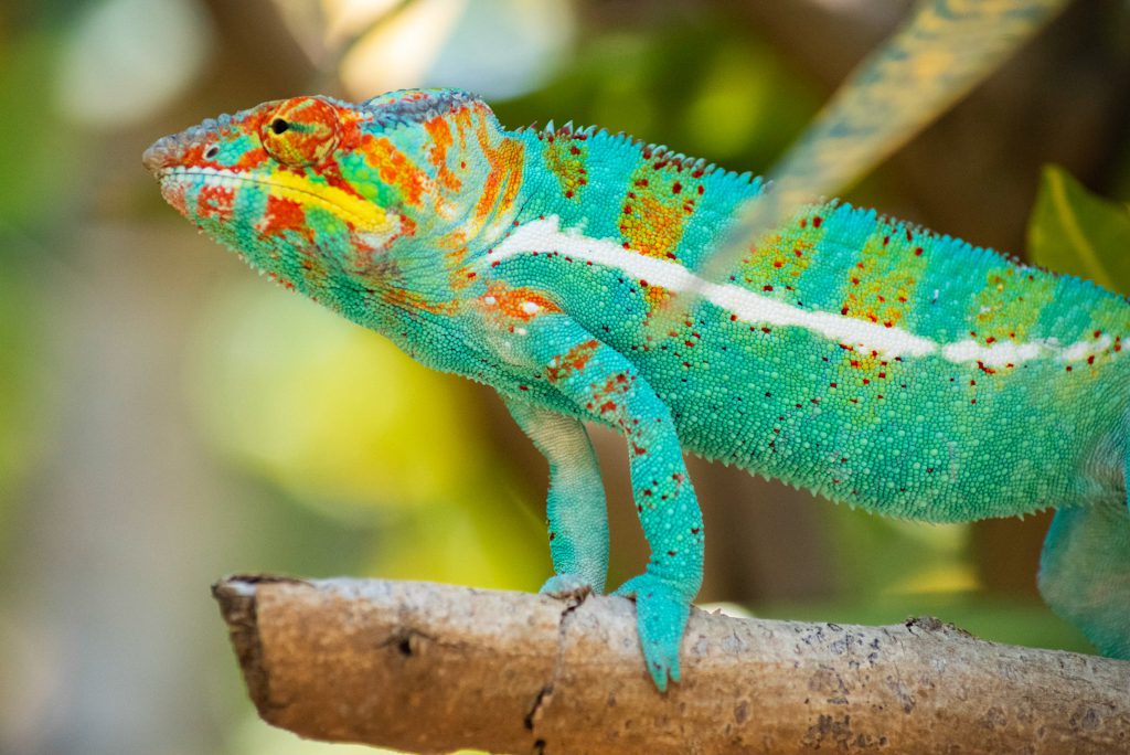 Le caméléon turquoise — photographie de Maxime Meunier