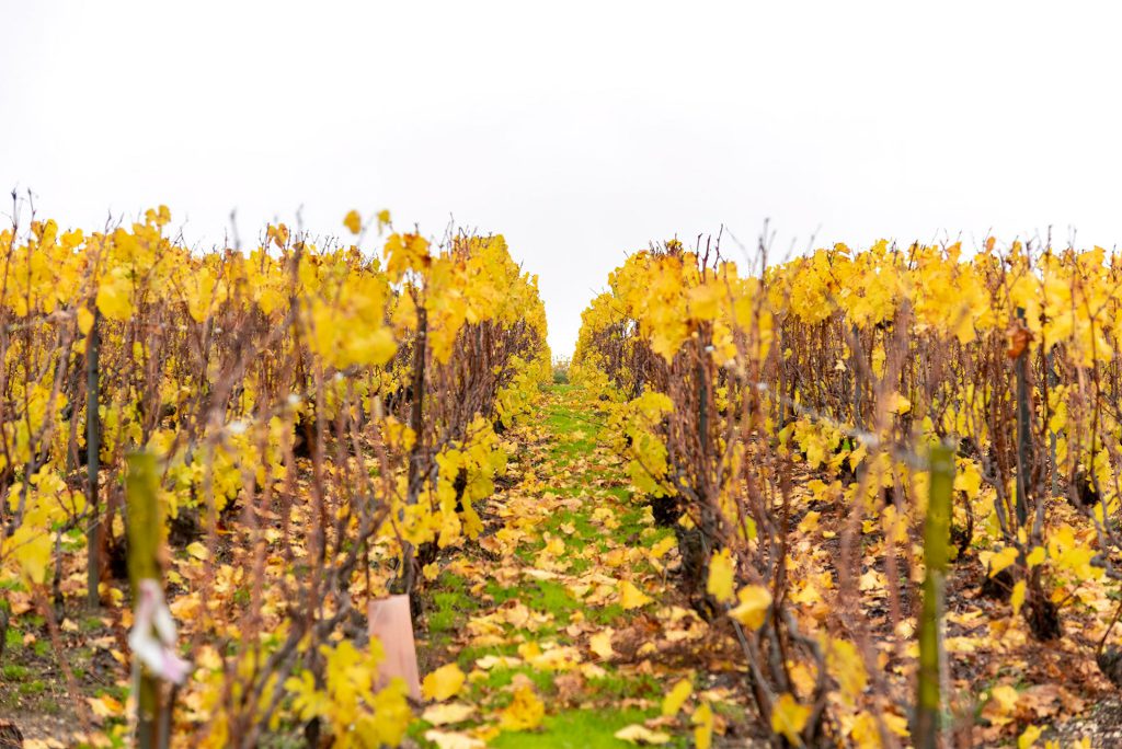 Les vignes aux couleurs d’automne — photographie de Maxime Meunier
