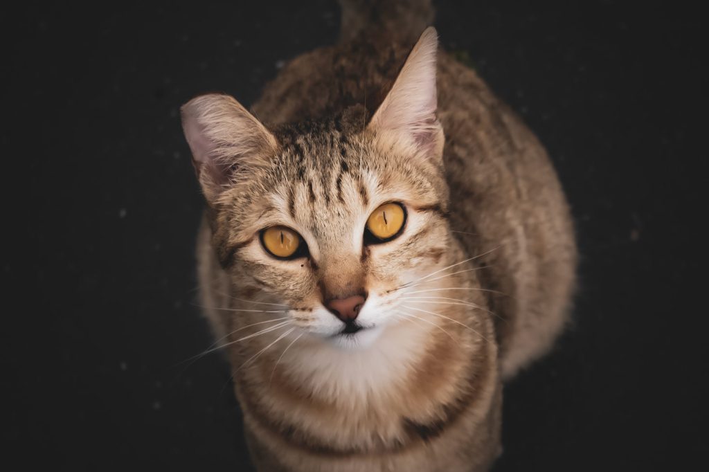 Le regard d’un chat — photographie de Maxime Meunier