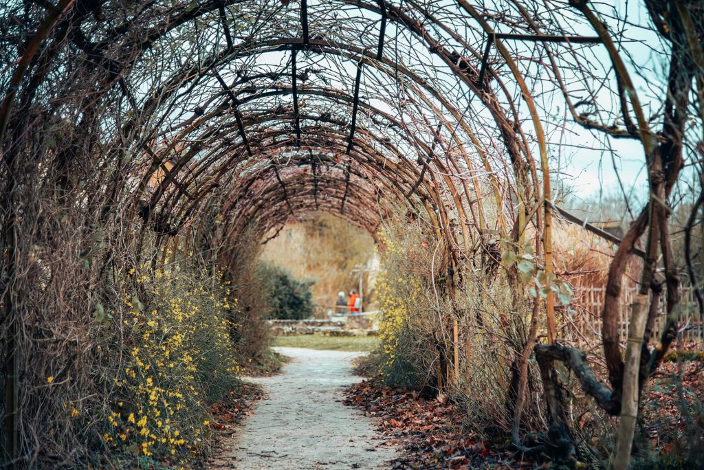 L’allée sous les arches végétales — photographie de Maxime Meunier
