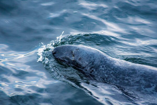 Une baleine à la surface de l’eau — photographie de Maxime Meunier