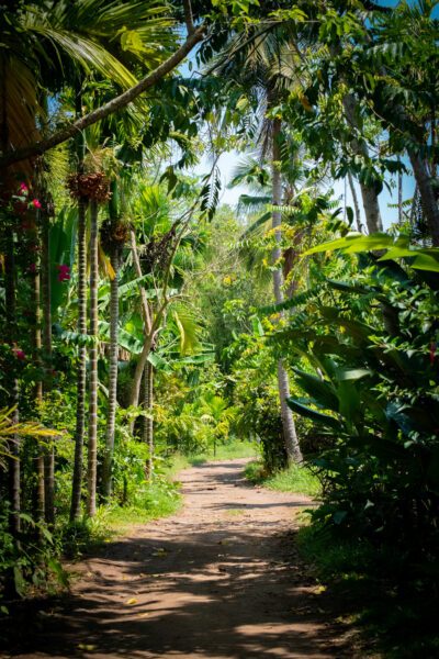 Un chemin dans la végétation — photographie de Maxime Meunier