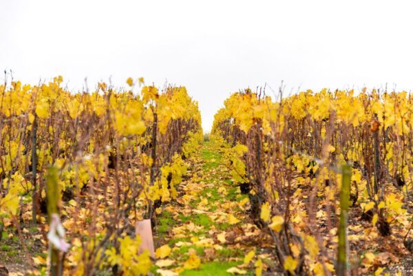 Les vignes aux couleurs d’automne — photographie de Maxime Meunier