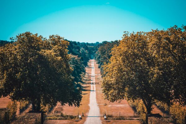 Une allée entre les arbres — photographie de Maxime Meunier